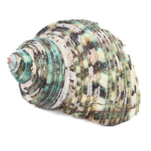 CARAMUJO APPARIE NATURAL - 750g