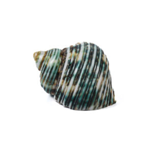 Caramujo  Natural Polido - 7cm