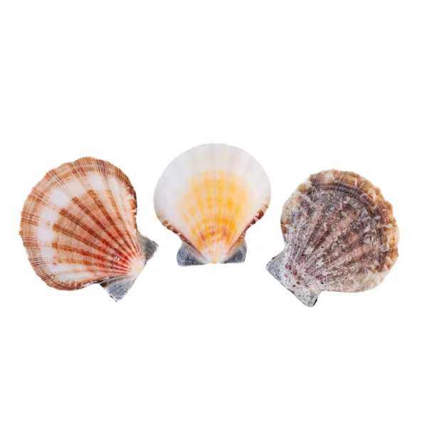 Bractechlamys Vexillum - kg