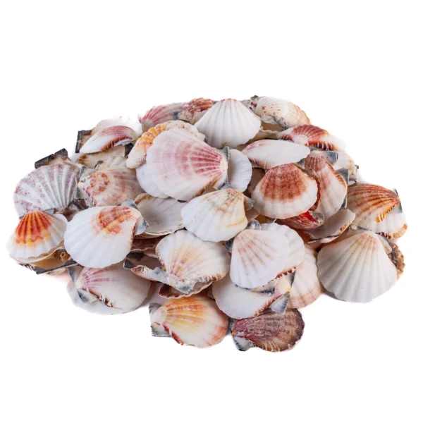 Bractechlamys Vexillum - kg - Imagem 2