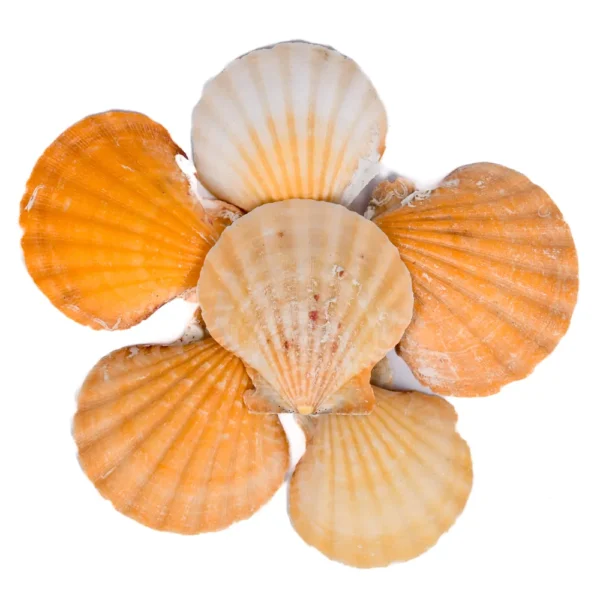Bractechlamys Vexillum Laranja 5cm - 750g