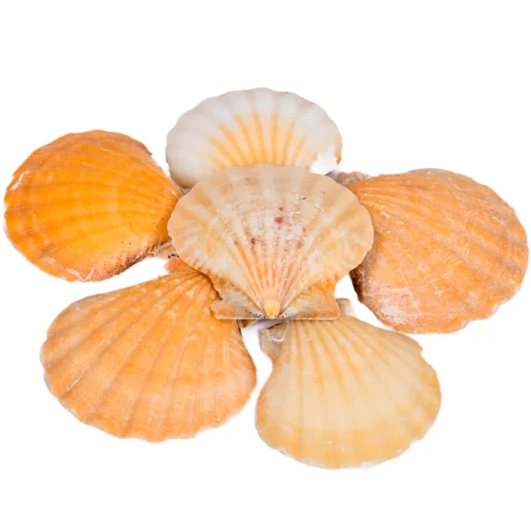 Bractechlamys Vexillum Laranja 5cm - 750g - Imagem 2