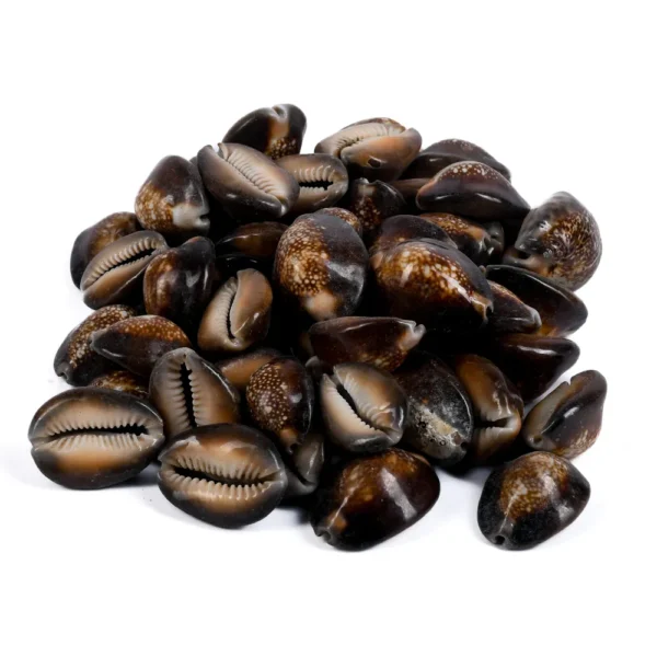 Búzios Africanos - kg