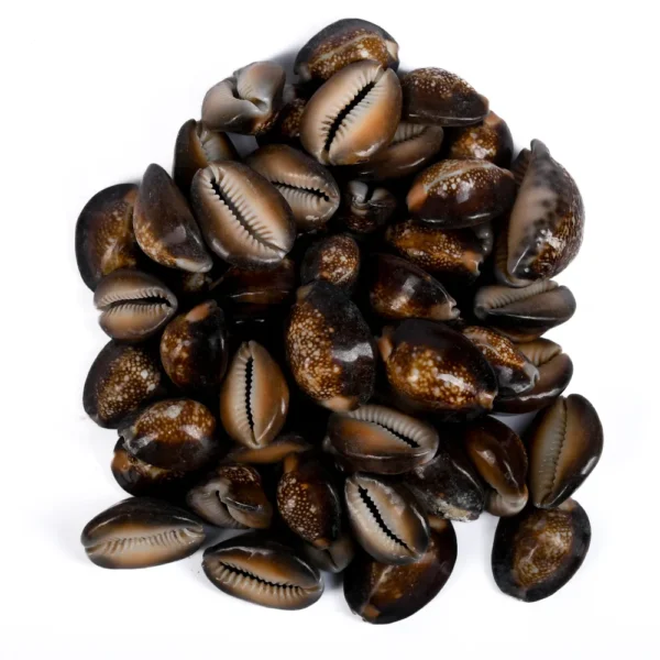 Búzios Africanos - kg - Imagem 2