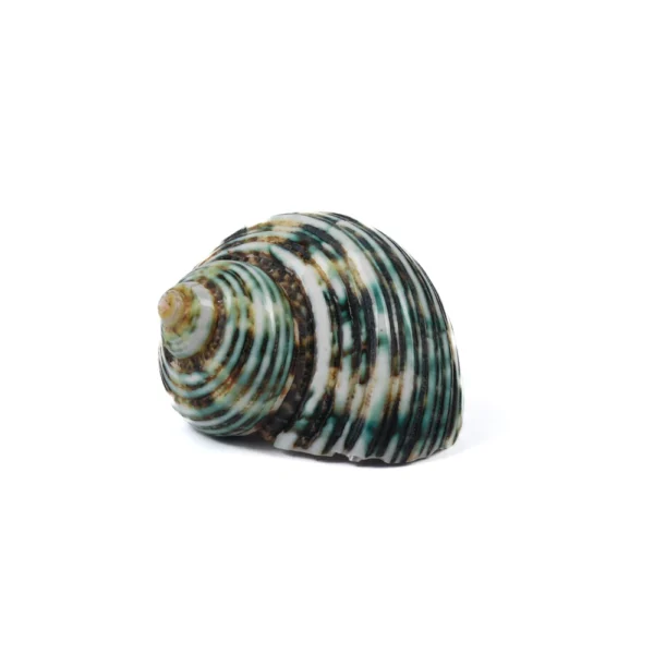Caramujo  Natural Polido - 7cm