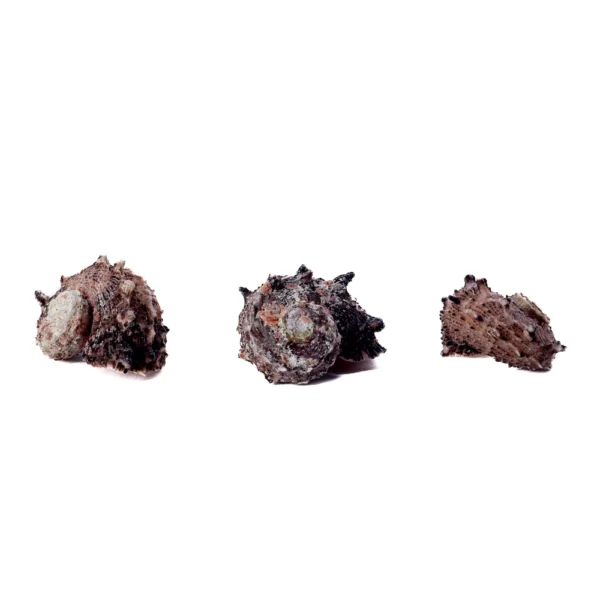 Angaria Delphinus - 750gr
