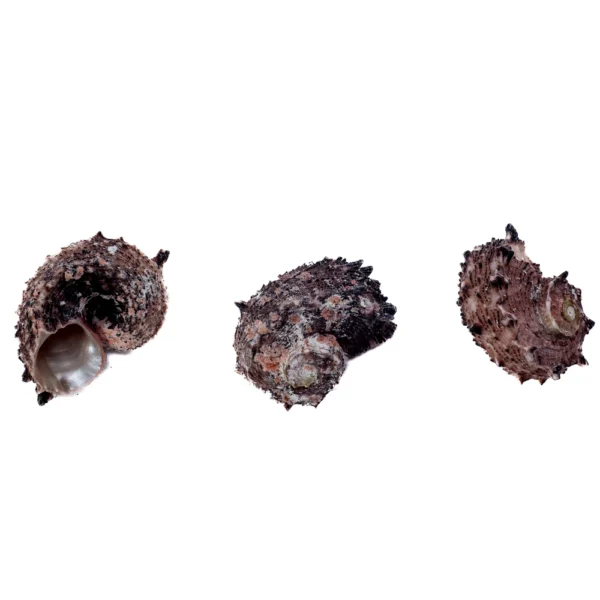 Angaria Delphinus - 750gr - Imagem 2