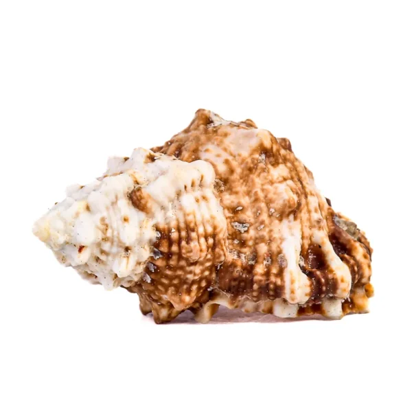 Caramujo Bursa Roveta - 7cm