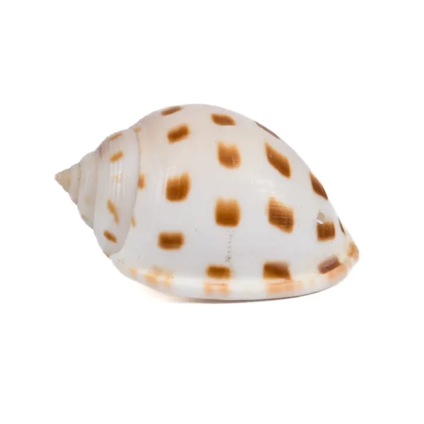 Caramujo Cassis Bysolcatum - 5cm