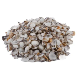 Caramujo Cay-Cay (Dosinia Troshwli) 2cm - 750g