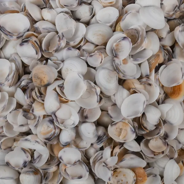 Caramujo Cay-Cay (Dosinia Troshwli)  2cm - 750g - Imagem 2