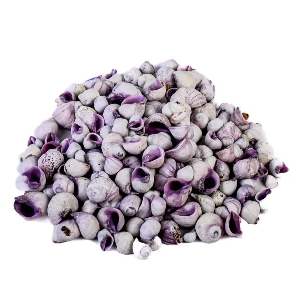 Caramujo Cebu Beauty Roxo (Coralliophila Nerito)  2,3cm - 750g