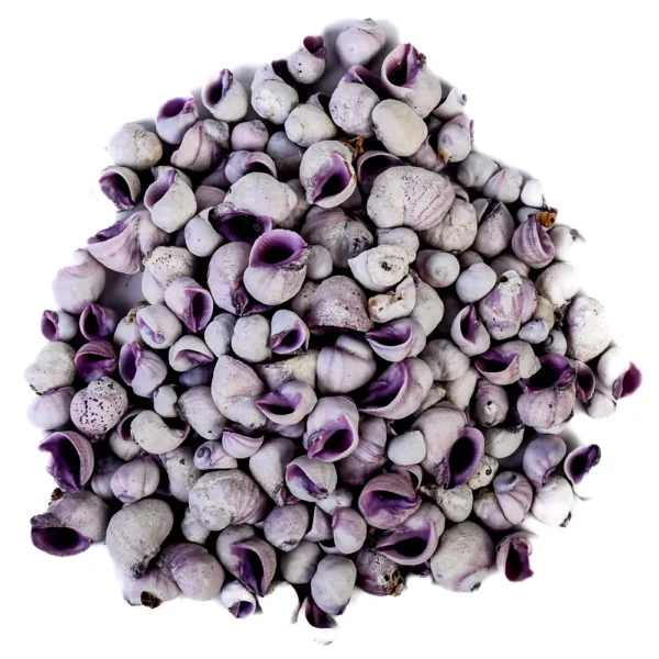 Caramujo Cebu Beauty Roxo (Coralliophila Nerito)  2,3cm - 750g - Imagem 2