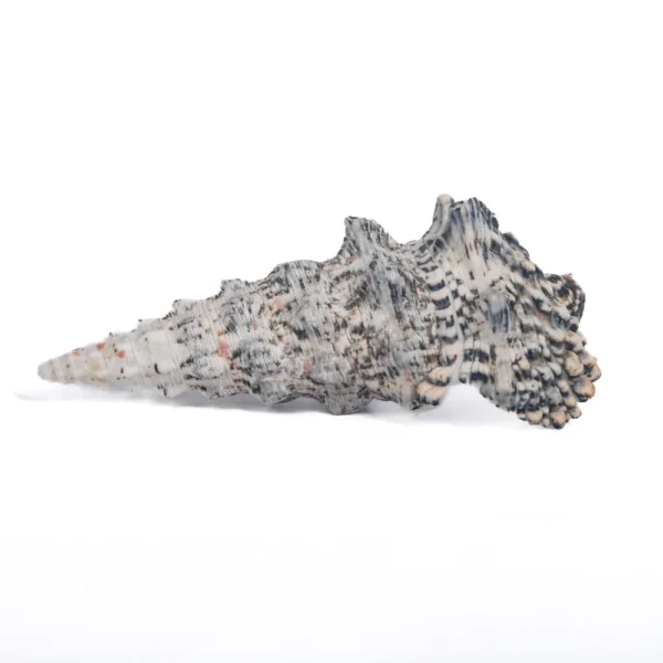 Caramujo Cerithium Nodulosum - 9cm - 750gr
