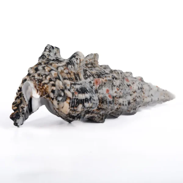 Caramujo Cerithium Nodulosum - 9cm - 750gr - Imagem 2