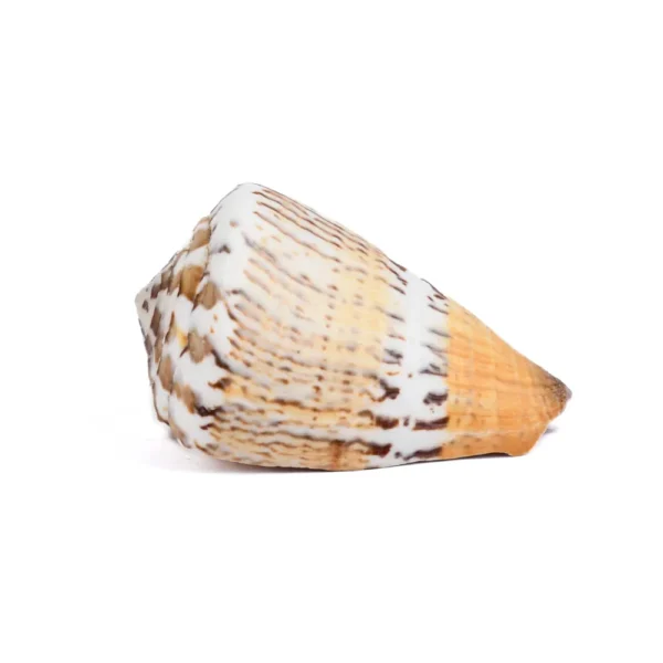 Caramujo Conus Capitanius - 5cm