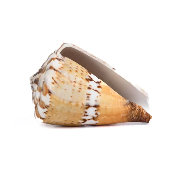 Caramujo Conus Capitanius - 5cm - Imagem 2