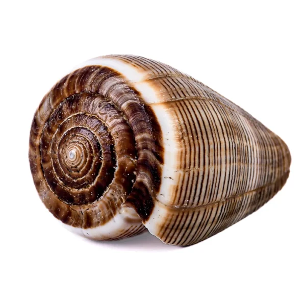 Caramujo Conus Figulinus - 5cm