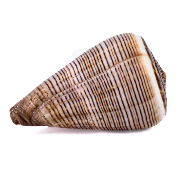 Caramujo Conus Figulinus - 5cm - Imagem 2