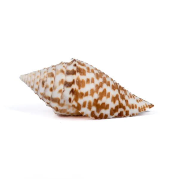 Caramujo Conus Ichinoseana - 3,5cm