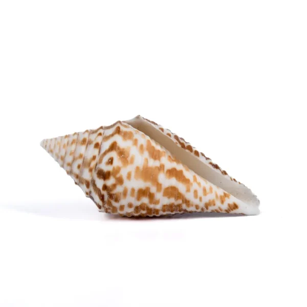 Caramujo Conus Ichinoseana - 3,5cm - Imagem 2