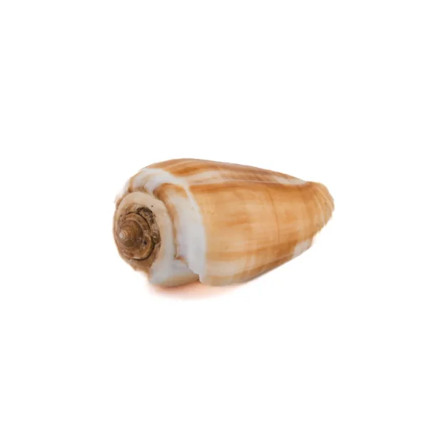 Caramujo Conus Magos - 4cm - 750gr - Imagem 2