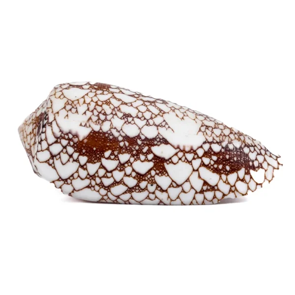 Caramujo Conus Omaria - 5 a 7cm