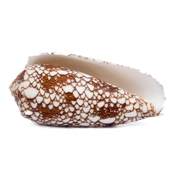 Caramujo Conus Omaria - 5 a 7cm - Imagem 2