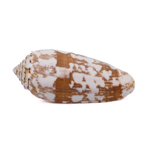 Caramujo Conus Striatus - 7,5cm