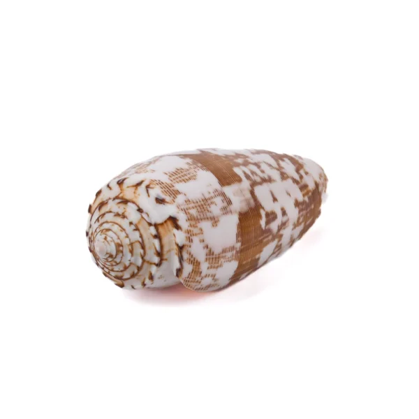 Caramujo Conus Striatus - 7,5cm - Imagem 2