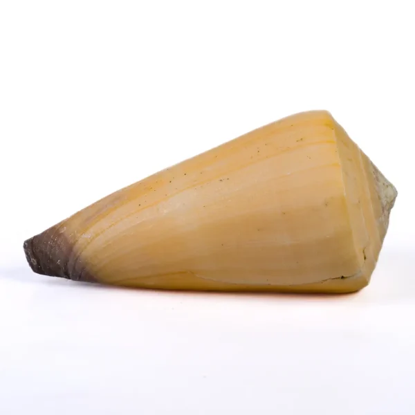 Caramujo Conus Virgo - 6,5cm - Imagem 2
