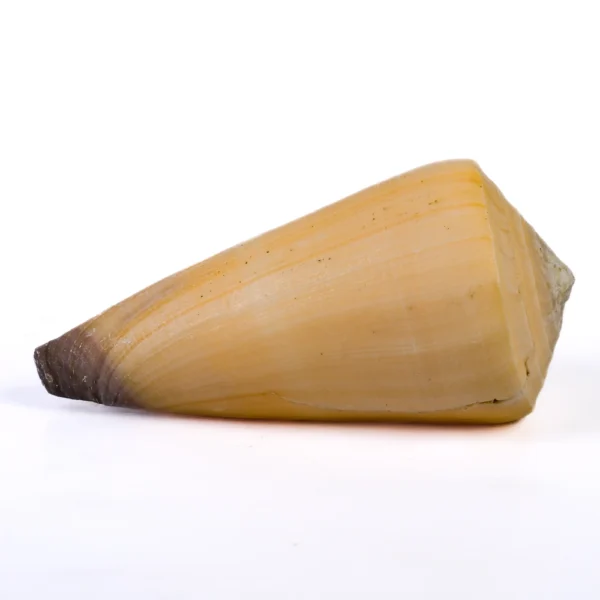 Caramujo Conus Virgo - 9cm - Imagem 2
