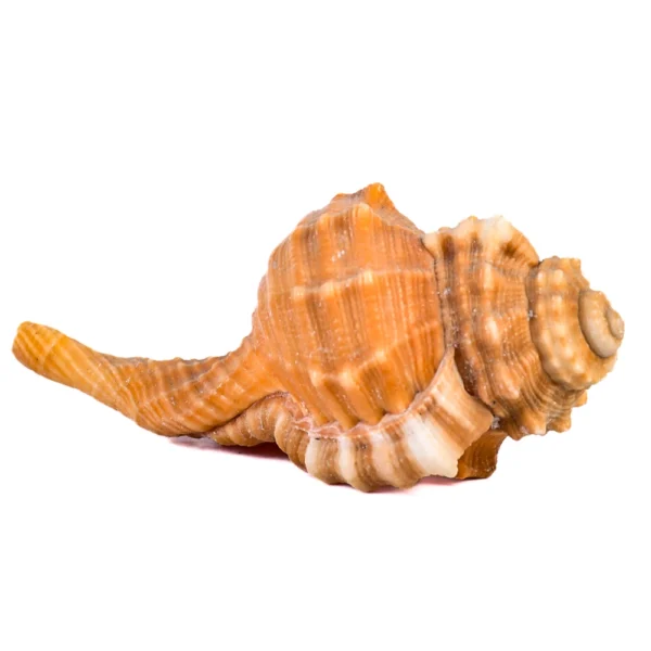 Caramujo Cymatium Pyrum - 8cm - Imagem 2