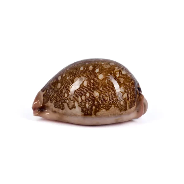 Caramujo Cypraea Mappa - 7,5cm