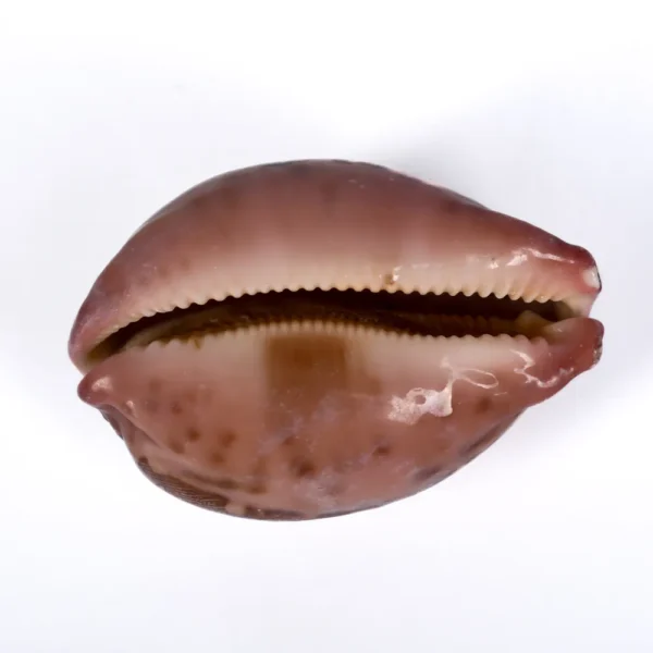 Caramujo Cypraea Mappa - 7,5cm - Imagem 2