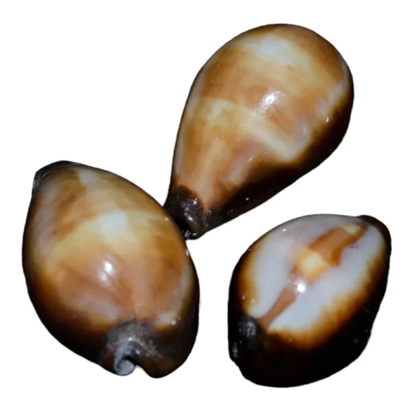 Caramujo Cypraea Onix - 4cm
