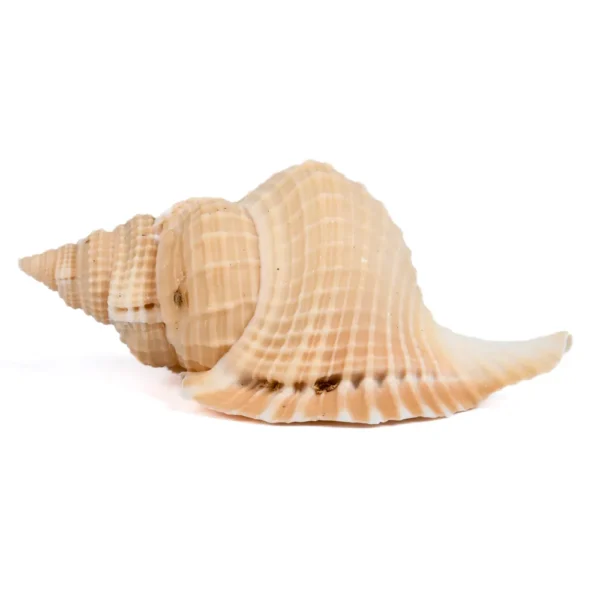 Caramujo Distorsio Reticulada - 3 a 6cm
