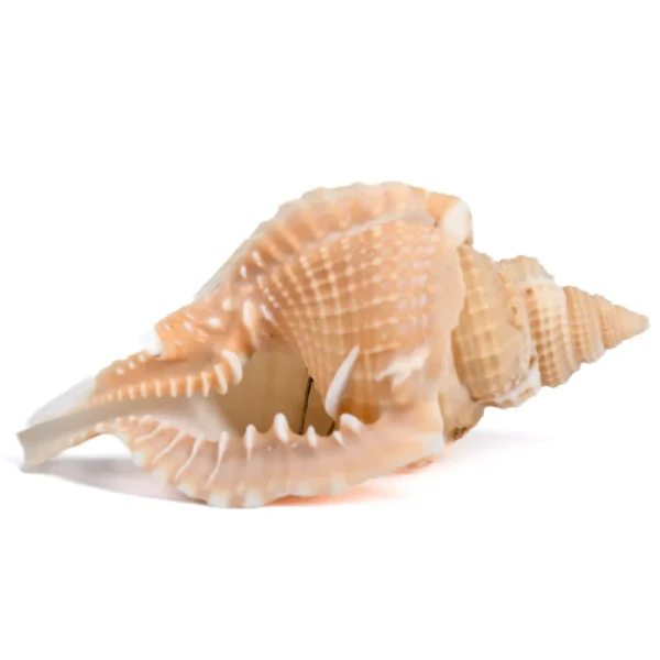 Caramujo Distorsio Reticulada - 3 a 6cm - Imagem 2