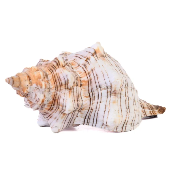 Caramujo Fasciolária - 9cm
