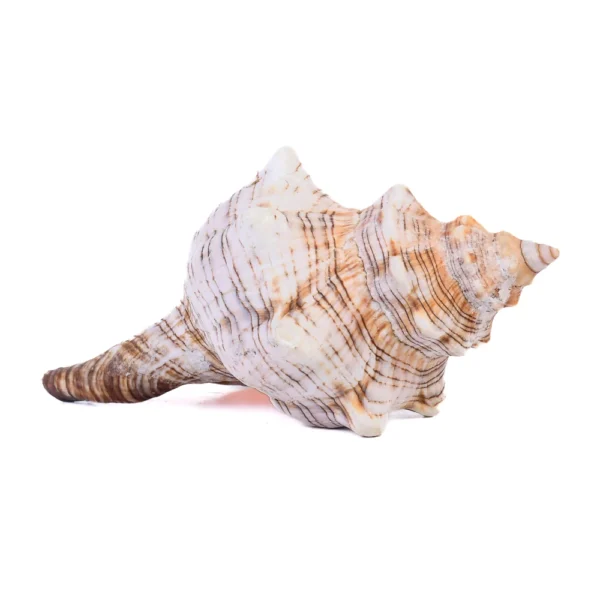 Caramujo Fasciolária - 9cm - Imagem 2