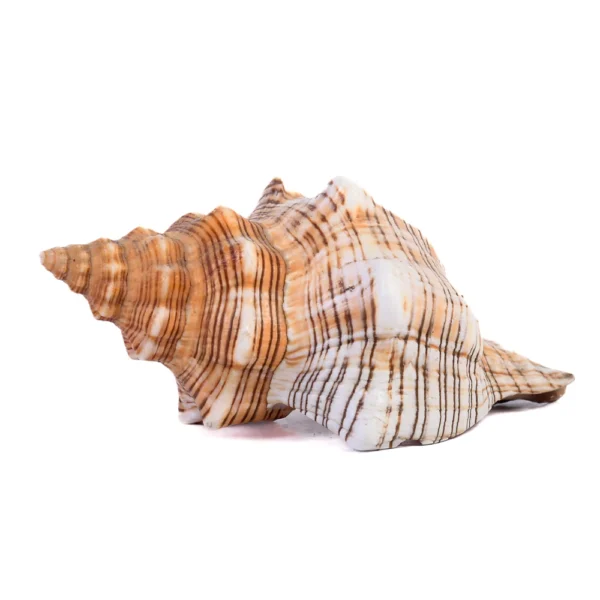 Caramujo Fasciolária - 10cm