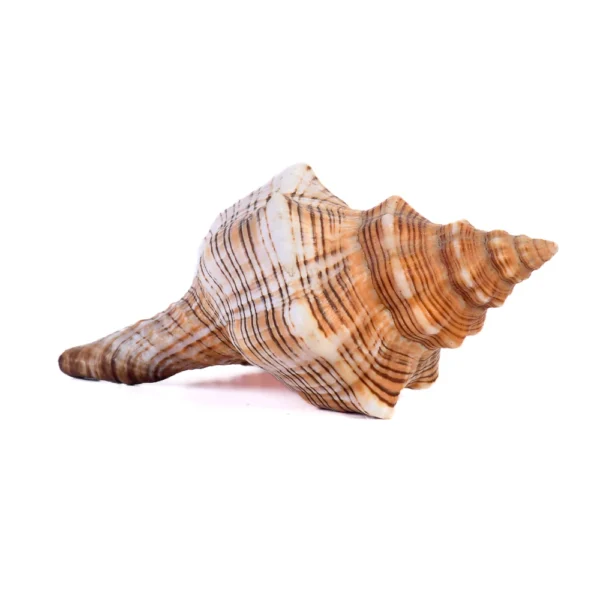 Caramujo Fasciolária - 10cm - Imagem 2