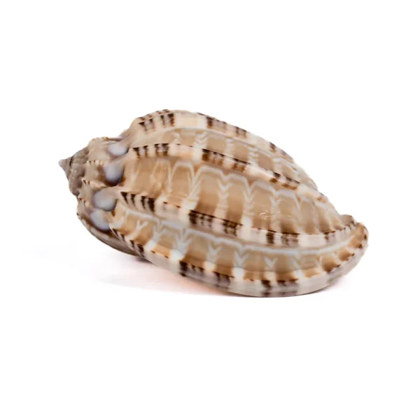 Caramujo Harpa Harpa - 5cm