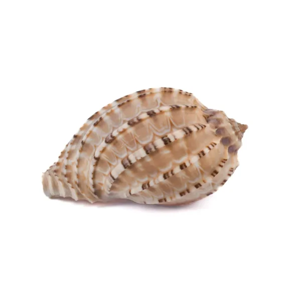 Caramujo Harpa Harpa - 6,5cm
