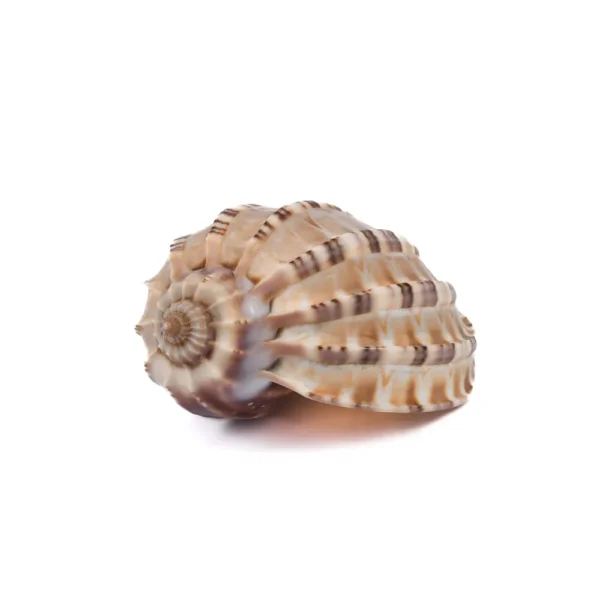 Caramujo Harpa Harpa - 6,5cm - Imagem 2
