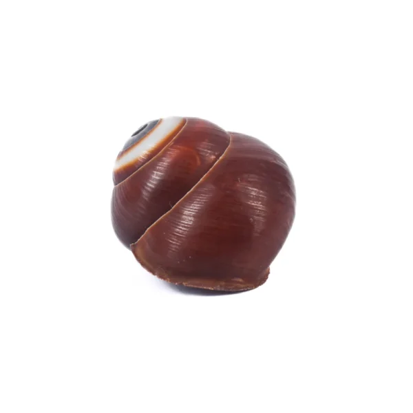 Caramujo Helicostyla Rosyanna - 2cm