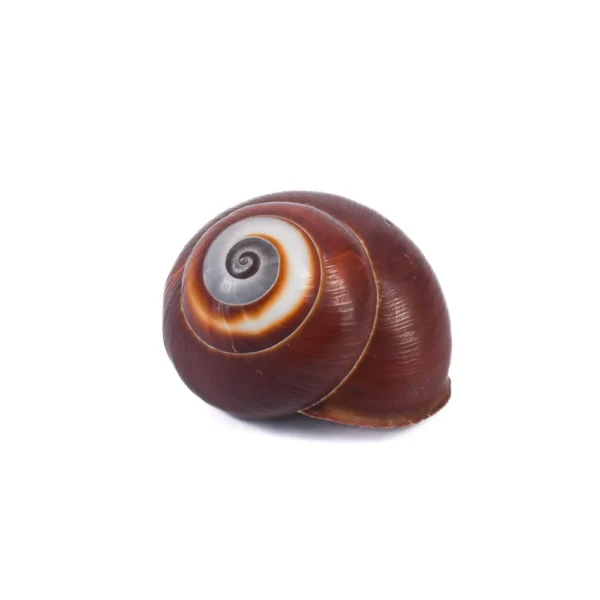 Caramujo Helicostyla Rosyanna - 2cm - Imagem 2