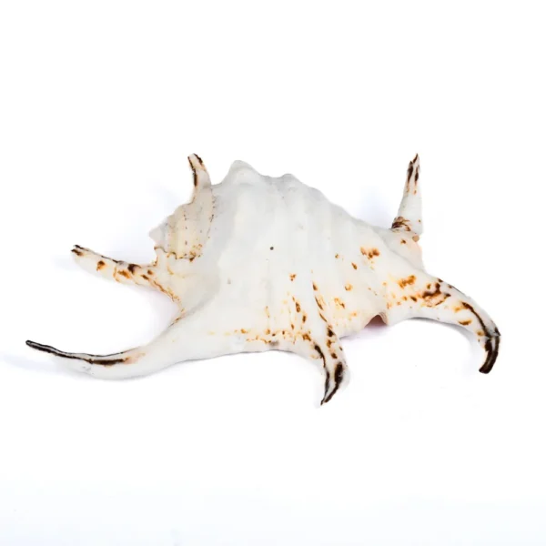 Caramujo Lambis Chiragra - Classe B - 20cm