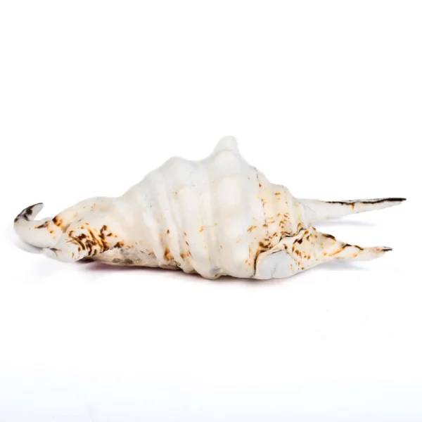 Caramujo Lambis Chiragra - Classe B - 20cm - Imagem 2