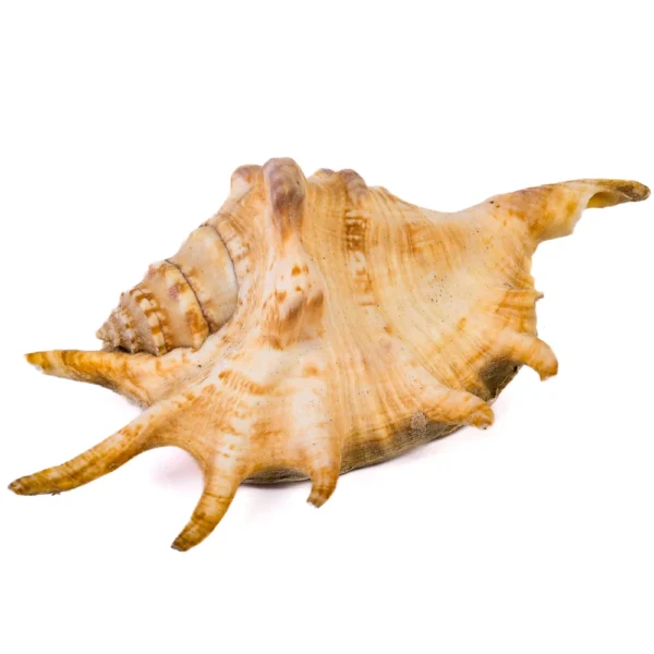 Caramujo Lambis Lambis - 10cm